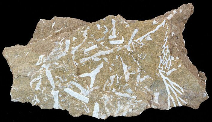 Ordovician Bryozoans (Chasmatopora) Plate - Estonia #49954